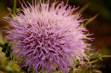 Load image into Gallery viewer, Milk Thistle Seed Powder