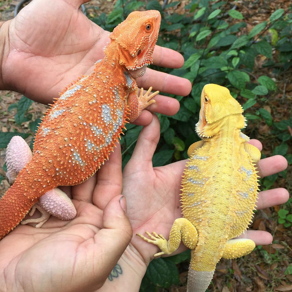 Top 3 Tips for Bearded Dragon Care