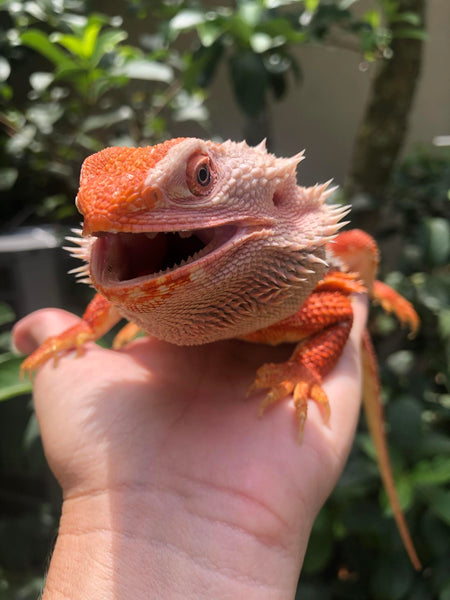 Bearded Dragon Care Sheet