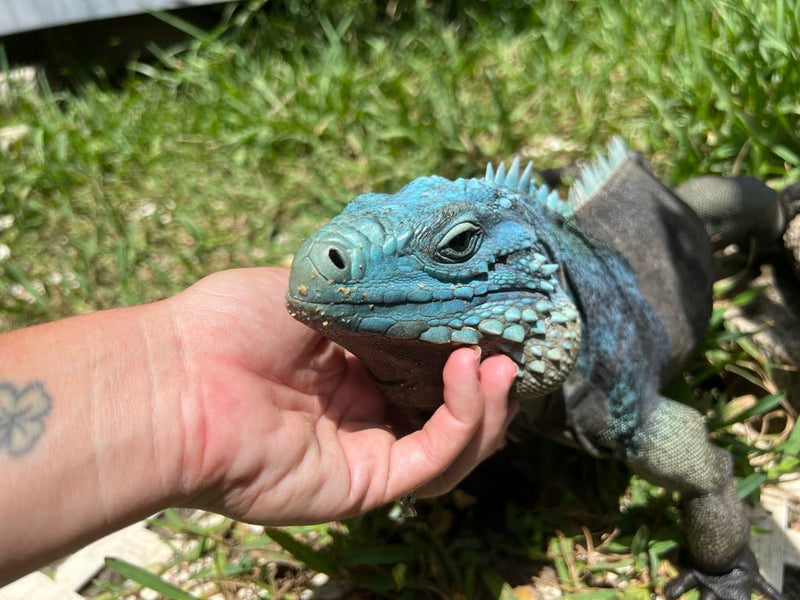 Cyclura Rock Iguana Care Sheet