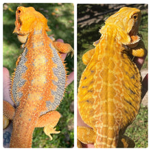 Load image into Gallery viewer, Bearded Dragon - Sunny Yellow Hypo Citrus Leather Dunner Male
