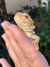 Load image into Gallery viewer, Bearded Dragon - Sunny Yellow Hypo Citrus Leather Dunner Male
