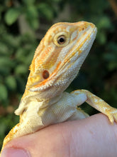 Load image into Gallery viewer, Bearded Dragon - Sunny Yellow Hypo Citrus Leather Dunner Male
