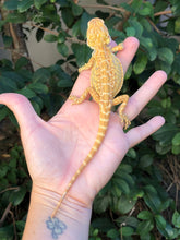 Load image into Gallery viewer, Bearded Dragon - Sunny Yellow Hypo Citrus Leather Dunner Male
