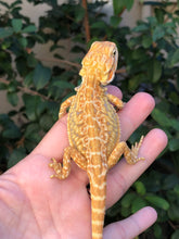 Load image into Gallery viewer, Bearded Dragon - Sunny Yellow Hypo Citrus Leather Dunner Male
