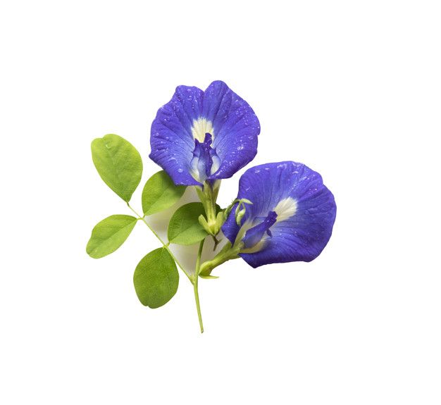 Blue Butterfly Pea Flower Seeds