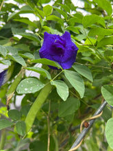 Load image into Gallery viewer, Blue Butterfly Pea Flower Seeds
