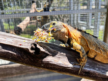 Load image into Gallery viewer, Herbivore Seed Mix for Sprouting Greens!
