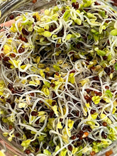 Load image into Gallery viewer, Herbivore Seed Mix for Sprouting Greens!
