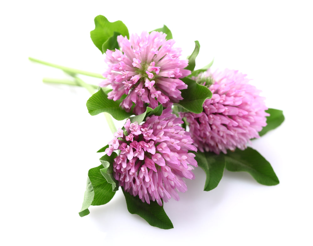 Red Clover Plant Seeds